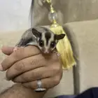 السنجاب الطائر سنجاب الشوقر قلايدر