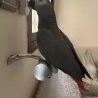 ببغاء كاسكو