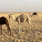 حوار قعود للبيع