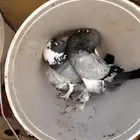 زوج نفاخي شرط استرالي
