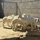 بهم حري