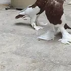 زوج نفاخ أحمر كثير الإنتاج