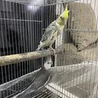 زوج كروان ذكر روز منتج  مبيوع