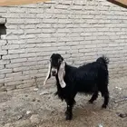تيس فحل عارضي تم البيع