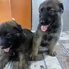 الي عنده جرو جيرمن او روت يتوصل معي