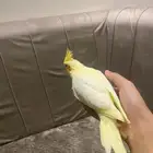 كروان لاتينو حجم كبير مره