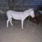 حميار اعزكم الله ل الراعين الشدود