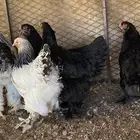 دجاج برهما