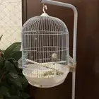 عصفور روز ذكر مع ستاند وقفص