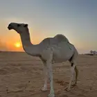 ناقة ضروبة وضحى للبيع