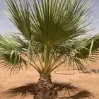 نخيل واشنطونيا عدد 5 نخلات