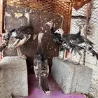 رومي للبيع صوص