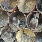 حمام فرنسي سلفر. وزاجل كريمي