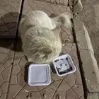 قطة مفقودة بحي بهجة