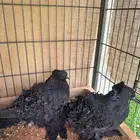 طبات مفتل ( طبه) كيرلي frillback