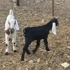 تيوس دواغير