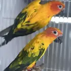 زوج صن كنيور