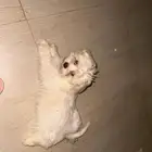 كلب مالتيز للبيع 3 شهور