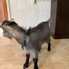 للبيع ماعز قزم