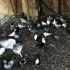 عشه حمام باكستاني للبيع فواخر الباكستاني