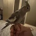 كروان أليف جدا