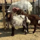 خروف ورخل للي يربطون