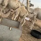 بكره للبيع