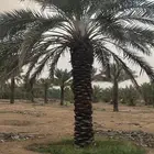 برحي  نبت سيف  هشيشي  سكري