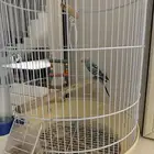 طير بادجي