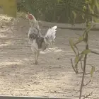 ديك شبابي كفوو حار للبيع