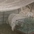 للبيع خرفان العمر 5اشهور