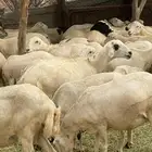 ضان مراح واحد