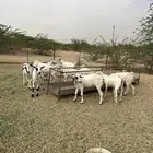 تيوس