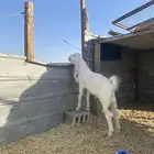 تيوس هولندي عمره خمسة اشهر يلي يبي فحل