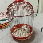 تفص جديد امس شاري