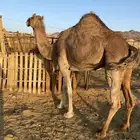 لقحات حمر. وحده ملاقي نياق مقنوي الحد من5800