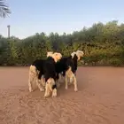 مشاريع فحول نجد العدد 5