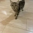 قطة إنقاذ
