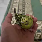 طير حب اليف