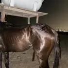 حصان انجلزي
