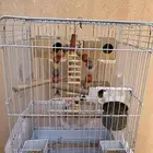 قفص كاسكو