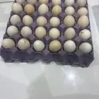 بيض بلدي