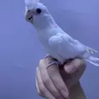 كروان أبيض عيون حمر اقبل البدل