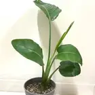 نباتات طبيعية داخلية