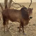 ثور