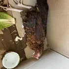 من يعرف معالج للدجاج