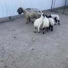 غنم نعيم مطافيل أتوام (2) يتبعها (4) شرط سن وديد