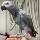 للبيع كاسيكو بالقفص