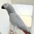 ببغاء كاسكو اليف ولعوب ومتكلم