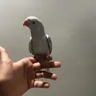 دره هولندي اليف ومفطوم
